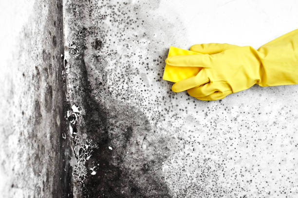 Best Certified Mold Removal  in Fort Calhoun, NE