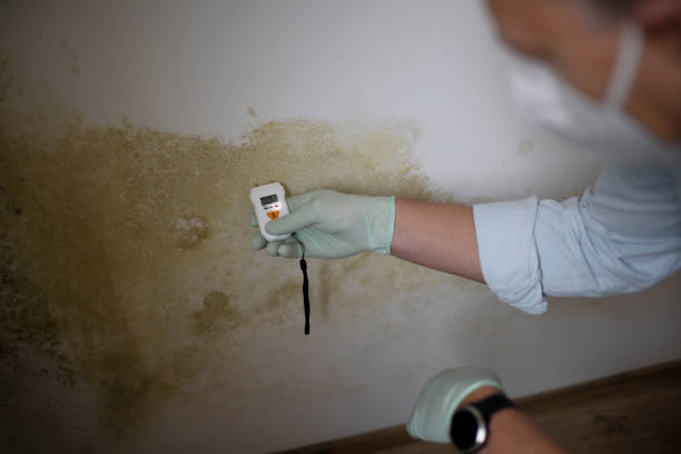 Best Residential Mold Removal  in Fort Calhoun, NE