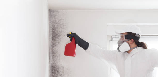 Best Mold Removal Company Near Me  in Fort Calhoun, NE