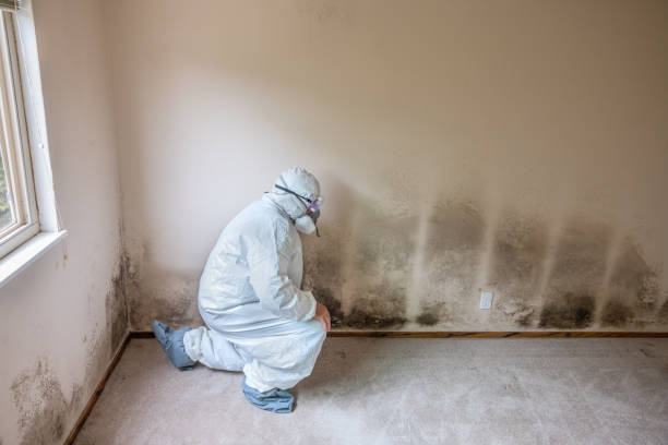 Best Attic Mold Removal  in Fort Calhoun, NE