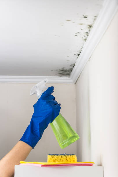 Best Local Mold Removal Service  in Fort Calhoun, NE